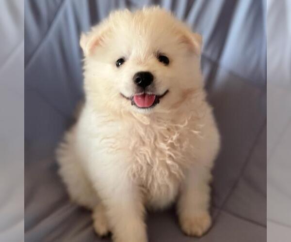 Medium Photo #3 American Eskimo Dog Puppy For Sale in San Diego, CA, USA