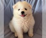 Small #2 American Eskimo Dog