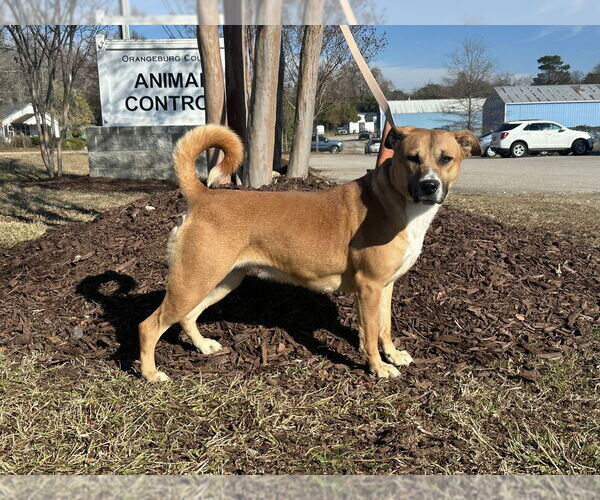 Medium Photo #4 Labrador Retriever-Mountain Cur Mix Puppy For Sale in Greenbelt, MD, USA