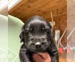 Small Golden Retriever Mix