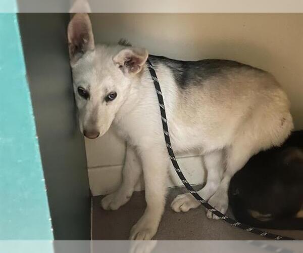 Medium Photo #1 Siberian Husky-Unknown Mix Puppy For Sale in Pasadena, CA, USA