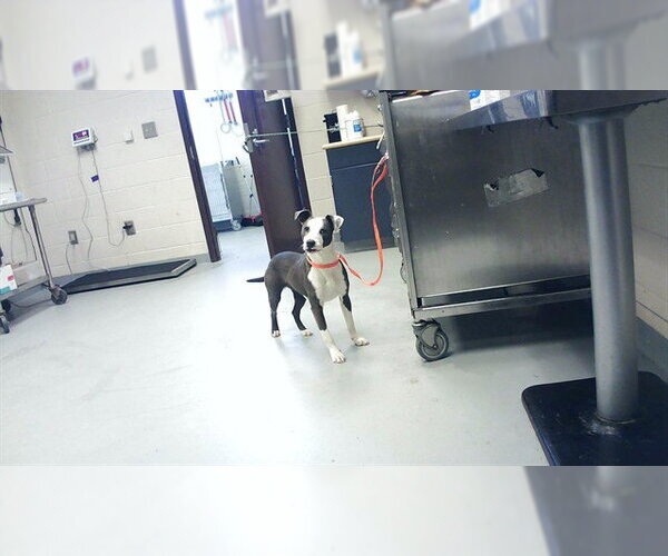 Medium Photo #1 Mutt Puppy For Sale in Fayetteville, NC, USA