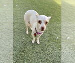 Small #2 Chihuahua Mix
