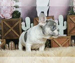 Small #10 French Bulldog