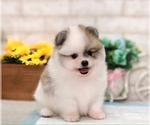 Small Photo #4 Pomeranian Puppy For Sale in DALLAS, TX, USA