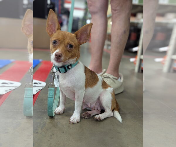 Medium Photo #1 Jack Chi Puppy For Sale in Holly Springs, NC, USA