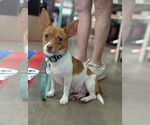 Small Jack Chi