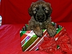 Small Photo #6 Catalan Sheepdog Puppy For Sale in SMALLWOOD, NY, USA