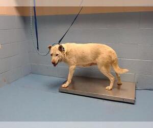 Siberian Husky-Unknown Mix Dogs for adoption in Moreno Valley, CA, USA