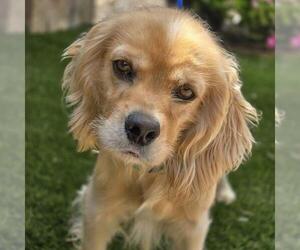 Cocker Spaniel Dogs for adoption in San Diego, CA, USA