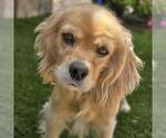 Small Cocker Spaniel