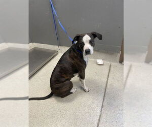 American Pit Bull Terrier-Unknown Mix Dogs for adoption in Tallahassee, FL, USA