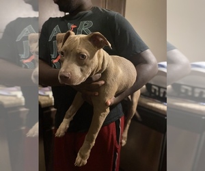 American Bully Puppy for sale in RALEIGH, NC, USA