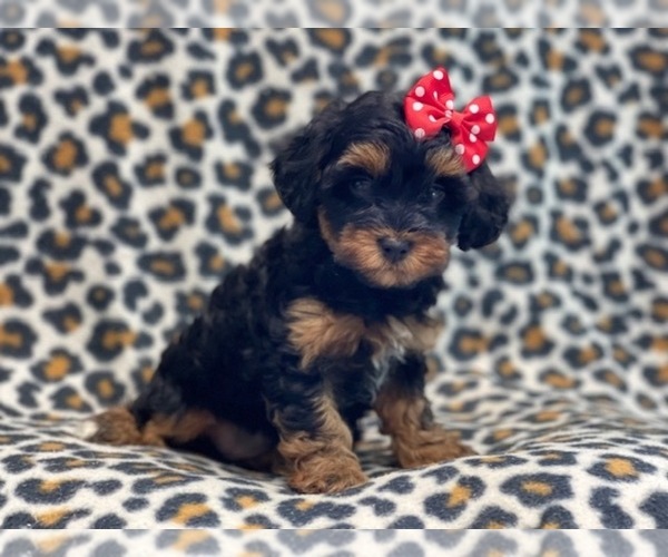 Medium Photo #10 YorkiePoo Puppy For Sale in LAKELAND, FL, USA