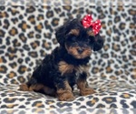 Small Photo #10 YorkiePoo Puppy For Sale in LAKELAND, FL, USA