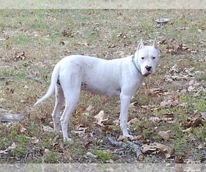 Mother of the Dogo Argentino puppies born on 05/30/2019