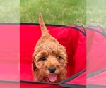 Small #10 Goldendoodle (Miniature)
