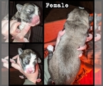 Small Photo #2 Wolf Hybrid Puppy For Sale in RICHMOND, KY, USA