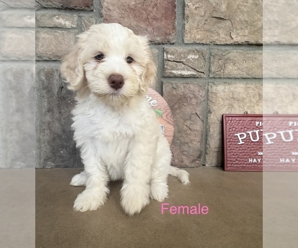 Medium Photo #1 Portuguese Water Dog Puppy For Sale in SWARTZ CREEK, MI, USA