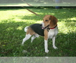 Small Photo #3 Beagle Puppy For Sale in GREENCASTLE, IN, USA
