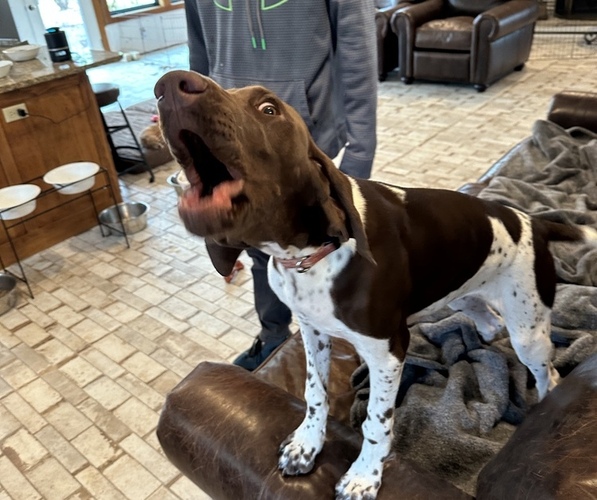 Medium Photo #8 German Shorthaired Pointer Puppy For Sale in KERRVILLE, TX, USA