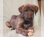 Small Photo #10 Irish Wolfhound Puppy For Sale in BERESFORD, SD, USA