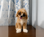 Small #23 Cavapoo (Miniature)
