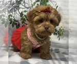 Small Photo #2 Shorkie Tzu-Yorkshire Terrier Mix Puppy For Sale in SELLERSBURG, IN, USA