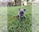 Small #8 Faux Frenchbo Bulldog