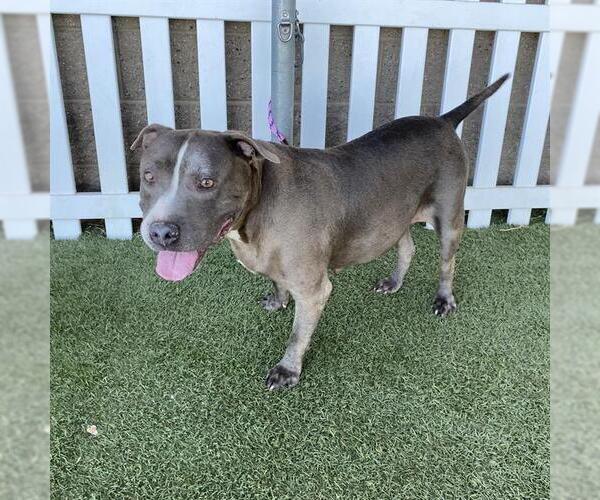 Medium Photo #1 American Pit Bull Terrier-Unknown Mix Puppy For Sale in Modesto, CA, USA