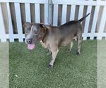 Small American Pit Bull Terrier Mix