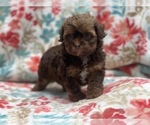 Small #3 ShihPoo