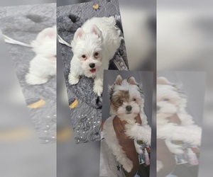 Yorkshire Terrier Puppy for sale in ATLANTA, GA, USA