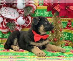 German Shepherd Dog Puppy for sale in LANCASTER, PA, USA