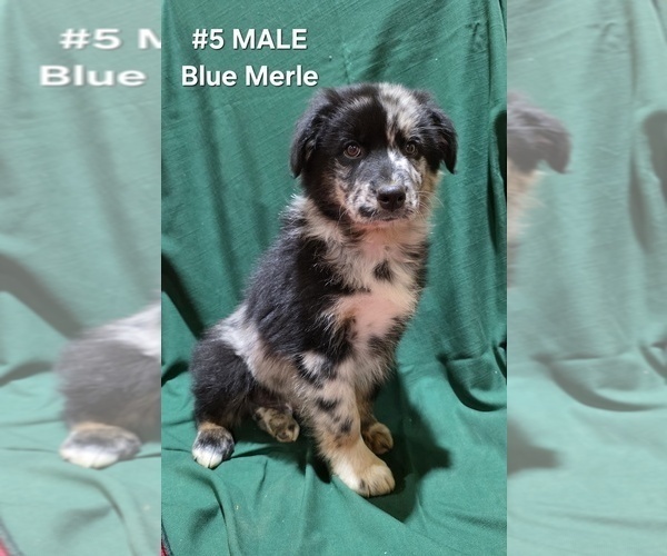 Medium Photo #1 Australian Shepherd Puppy For Sale in CLARKSVILLE, TX, USA