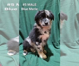 Medium Australian Shepherd