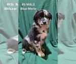 Puppy 5 Blue Merle Ma Australian Shepherd