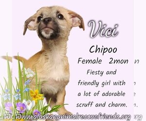 Wapoo Dogs for adoption in Anchorage, AK, USA