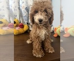 Havapoo puppies - Male Havapoo Puppy for Sale - Photo #25