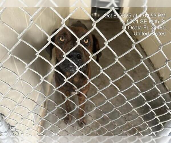 Medium Photo #1 Catahoula Leopard Dog-Unknown Mix Puppy For Sale in Ocala, FL, USA