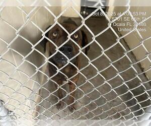 Labrador Retriever-Unknown Mix Dogs for adoption in Ocala, FL, USA