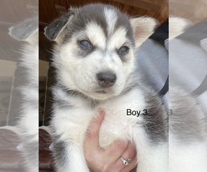 Siberian Husky-Wolamute Mix Puppy for sale in BAILEY, CO, USA