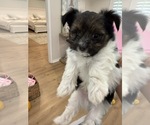 Small #2 Yorkshire Terrier