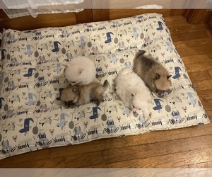 Pomeranian Puppy for sale in MIDDLEBORO, MA, USA