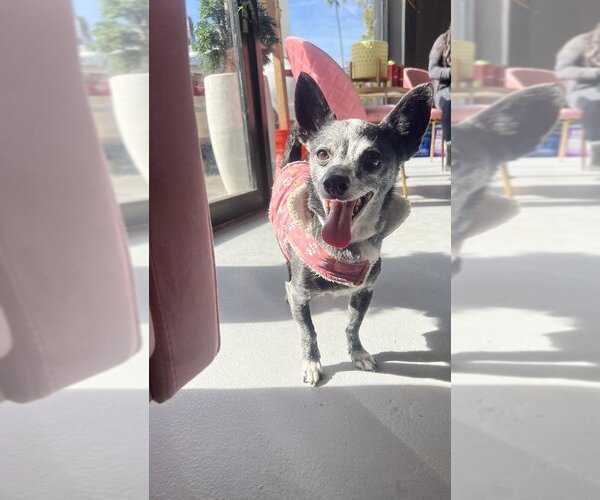Medium Photo #1 Chihuahua Puppy For Sale in Studio City, CA, USA