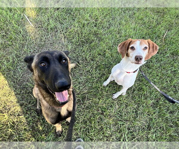 Medium Photo #3 Mutt Puppy For Sale in Imlay City, MI, USA