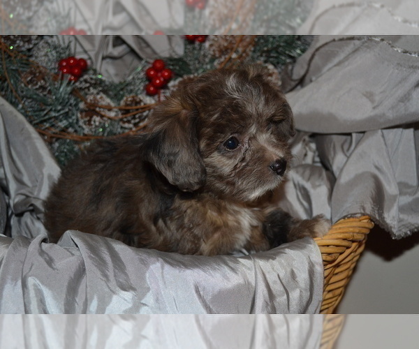 Medium Photo #5 Chihuahua-Poodle (Toy) Mix Puppy For Sale in GREENWOOD, WI, USA