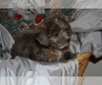 Small Photo #5 Chihuahua-Poodle (Toy) Mix Puppy For Sale in GREENWOOD, WI, USA