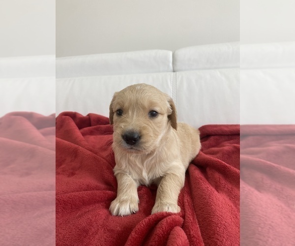 Medium Photo #6 Golden Retriever Puppy For Sale in MIAMI, FL, USA