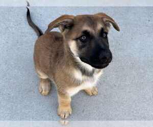 German Shepherd Dog-Unknown Mix Dogs for adoption in Santa Cruz, CA, USA